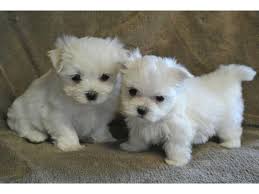 Check out our maltese puppy selection for the very best in unique or custom, handmade pieces from our shops. Maltese Dog For Sale In The City Of Warsaw Poland Price Is Free Announcement 4992