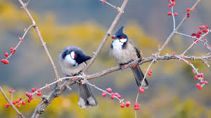 129 4k Ultra Hd Bird Wallpapers Background Images Wallpaper Abyss Sparrow bird 4k wallpaper sparrow bird.
