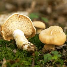 Image result for Hydnum repandum