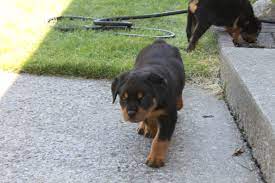 Hip and elbow dysplasia are one of the most common ailments in this breed, as it is with other large breeds. Giant Rottweiler Puppies For Sale In Florida The Y Guide