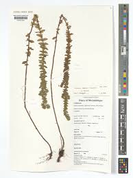 Image result for Micromeria imbricata