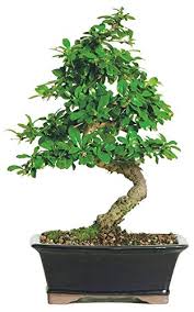 Ponderosa, white pines, and jack or lodgepole pine, to name a few, do not have dark green needles. 11 Best Bonsai Trees Our Picks Alternatives Reviews Alternative
