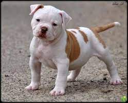 American Bulldog Puppy American Bulldog Puppies Bulldog Puppies Puppies