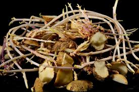 Jun 22, 2021 · now that we have the basics for planting potatoes figured out, the question remains, how deep to plant potatoes? How To Plant Potatoes From Eyes Garden Eco