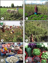 Image result for Psophocarpus lancifolius