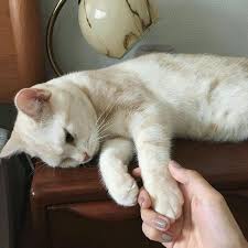 Find Me Hunniebum In 2020 Cats Cute Animals Cute Cats