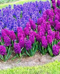 Hyacinth Columbus Collection Bulb Flowers Lilac Plant Hyacinth