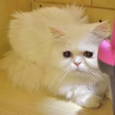 yassonah on instagram بوسبوس تهبل كل يوم نكتشف شي حلو فيها تحب تضم و تبوس طبعا هي معروضة للتبني cats animals