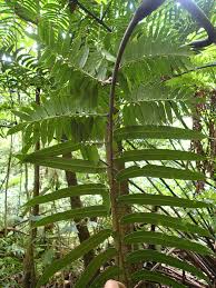 Image result for Ptisana