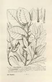 Image result for Ficus trichopoda