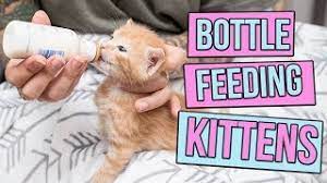 How To Safely Bottle Feed A Kitten Youtube