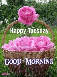 A very beautiful rose will decorate any tuesday. Happy Tuesday Good Morning Gif Images