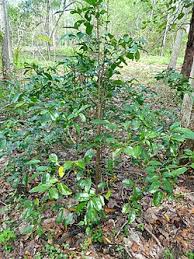 Image result for Huberantha