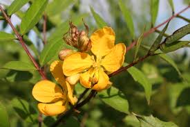 Image result for Senna occidentalis
