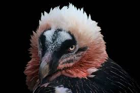 May The Bird Of Paradise Fly Up Your Nose Meaning The Bearded Vulture The Most Badass Looking Bird Birds In 2020 Bearded Vulture Vulture Pet Birds