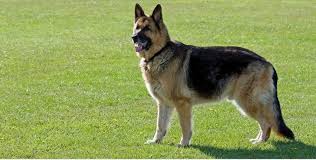 The german shepherd dog is indisputably the world's most recognized dog breed: Alsatian Dogs The German Shepherd Dog With Two Names Monkoodog