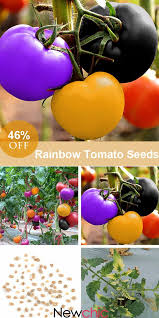 100pcs Tomato Seeds Magic Garden Colorful Bonsai Organic Vegetables And Fruits Seeds Home Yard Rainbow Tomatoes Garden Veggies Plants