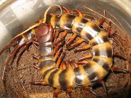 Black And Yellow Millipede India Unidentified Scolopendra Species From Celebes Centipede Arthropods Millipede