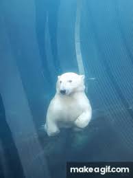 Via Makeagif Polar Bear Bear Gif Polar