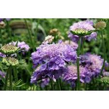 Image result for Scabiosa col.`Butterfly Blue`