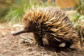Image result for echidna