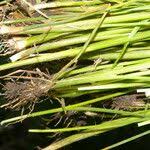 Image result for Rhynchospora holoschoenoides