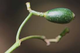 Image result for Icacinaceae