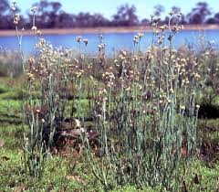 Image result for Vellereophyton dealbatum