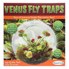 The most consistent information i can find about venus fly traps on the internet and in person (i've seen them in the wild) is that they grown just inches high. Venus Fly Traps Kit Hobby Lobby 1549013