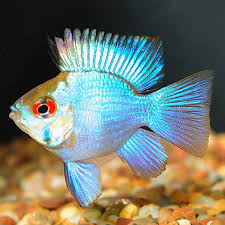 The blue ram, mikrogeophagus ramirezi, is a species of freshwater fish endemic to the orinoco river basin, in the savannahs of venezuela and colombia in south america. Electric Blue Balloon Ram Tropical Freshwater Aquarium Fish