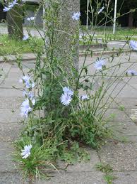 Image result for Cichorium