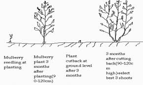 The trees were widely grown in the 18th and 19th centuries to there are three primary types of mulberry trees: Mulberry Trees Infonet Biovision Home