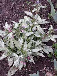 Image result for Pulmonaria Silverado