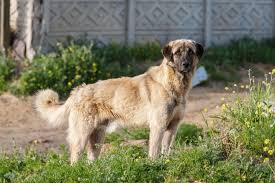 We are a national organization. Kangal Steckbrief Charakter Haltung Geschichte