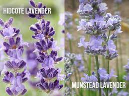Hidcote Lavender Vs Munstead Lavender Which One Blooms Better World Of Garden Plants