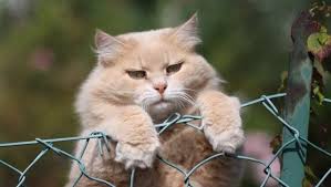 Check spelling or type a new query. Safe Ways To Help Your Cat Lose Weight Cattime
