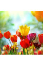 Lura Webb Obituary February 13, 2013