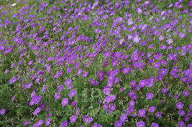 Image result for Geranium incanum