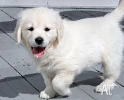 Welcome to northwest goldens, also known as wood duck retrievers, a reputable breeder of golden retrievers in washington and oregon. Golden Retriever Puppies For Free Adoption For Sale In Perth Western Australia Classified Australialisted Com