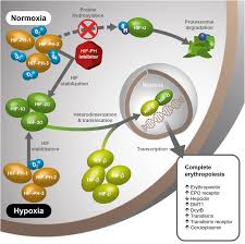 Find scientific technical answers relating to hypoxia and hifs including loading controls, hypoxia target genes, inhibitors and inducers, and more! Hypoxia Inducible Factor Prolyl Hydroxylase Inhibitors A Potential New Treatment For Anemia In Patients With Ckd American Journal Of Kidney Diseases