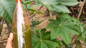 Check spelling or type a new query. Nao Perca Mais Suas Plantas Para As Pragas Fertilizante E Inseticida Da Folha De Mamona Youtube