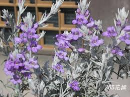 エレモフィラ 育て方 花の写真 ３６５花撰 栽培実践集