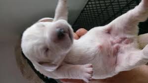 Check spelling or type a new query. Goldador Puppies Half Lab Half Golden Retriever For Sale In Stanton Michigan Classified Americanlisted Com