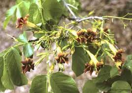 Image result for Boscia matabelensis