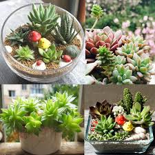 Can i use commercial potting soils? 100pcs Mixed Succulent Seeds Lithops Rare Living Stones Plants Cactus Pot Plant Seeds Cacti Succulents