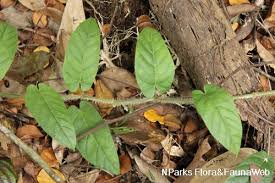 Image result for Ficus barteri