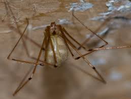 And, when one shows up in. Cellar Spiders As Interesting As They Are Common