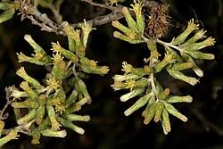 Image result for Brachylaena huillensis