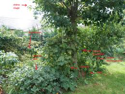 Mettez en valeur votre lieu et votre travail, faites découvrir votre forêt nourricière aux personnes intéressées grâce à la carte et/ou en ouvrant les portes de votre lieu à la. Un Mini Exemple De Jardin Foret Dans Mon Oasis Education A L Environnement Et Au Dd Transition Ecologique Temoignage Oasis Humanite Et Biodiversite Ensemble Protegeons Le Vivant