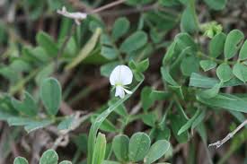 Image result for Tephrosia pumila